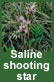 saline shooting star