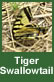 tiger swallowtail