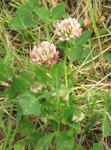 Picture of Alsike clover