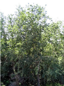 Picture of Balsam poplar
