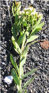 Picture of Bastard toadflax