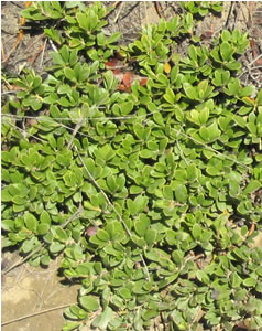 Picture of Bearberry