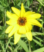 Picture of Beautiful sunflower