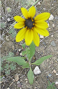 Picture of Black-eyed Susan