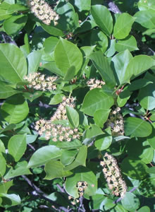 Picture of Black-fruited chokecherry