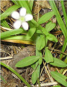 Picture of Blunt-leaved sandwort
