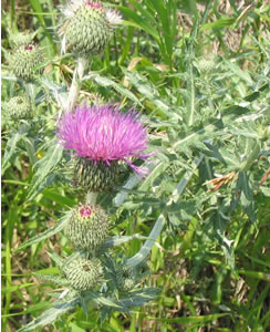 Picture of Bull thistle