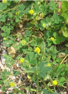 Picture of Bur-clover