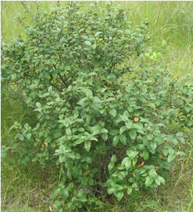 Picture of Canada buffaloberry