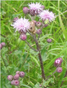Picture of Canada thistle
