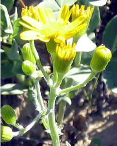 Picture of Compact groundsel