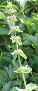 Picture of Field mint