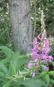 Picture of Fireweed