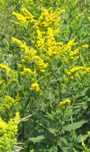 Picture of Graceful goldenrod