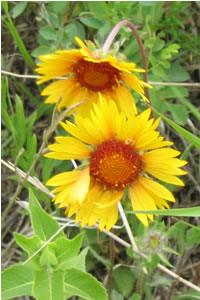 Picture of Great-flowered gaillardia