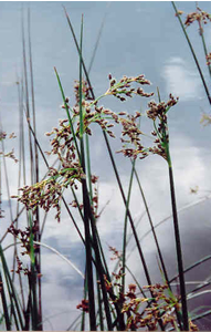 Picture of Great bulrush