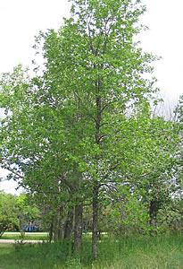 Picture of Green ash