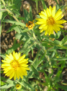 Picture of Hairy golden-aster
