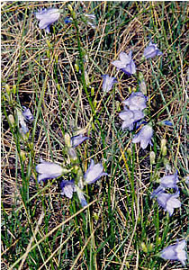 Picture of Harebell