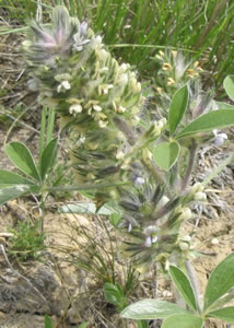 Picture of Indian breadroot