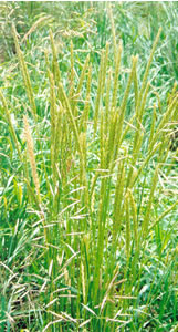 Picture of June grass