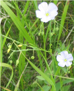 Picture of Lewis wild flax