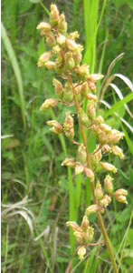 Picture of Alumroot