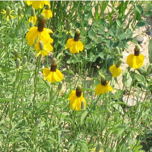 Picture of Long-headed coneflower