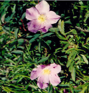 Picture of low prairie rose
