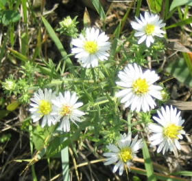Picture of Many-flowered aster