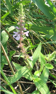 Picture of Marsh hedge-nettle