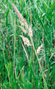 Picture of Marsh reed grass