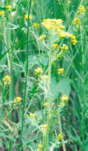 Picture of Marsh yellow cress
