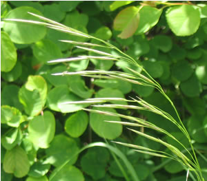 Picture of Northern awnless brome 