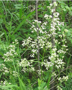 Picture of Northern bedstraw