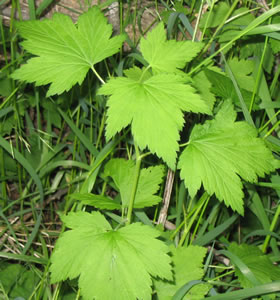 Picture of Northern black currant