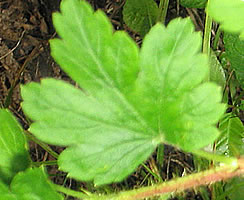 Picture of Northern gooseberry