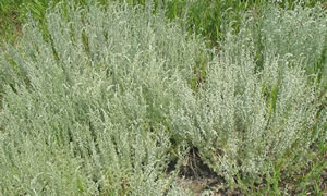 Picture of Pasture sage