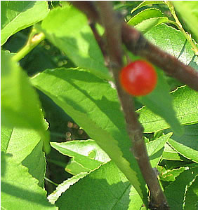 Picture of Pin cherry