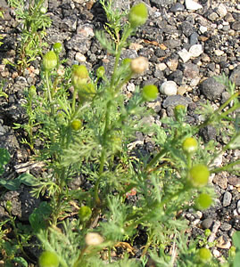 Picture of Pineappleweed