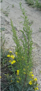 Picture of Plains wormwood