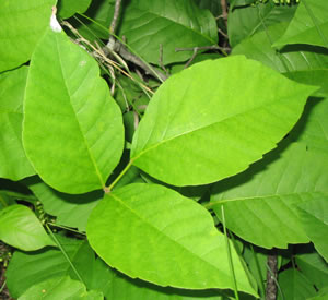 Picture of Poison ivy
