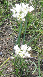 Picture of Prairie onion
