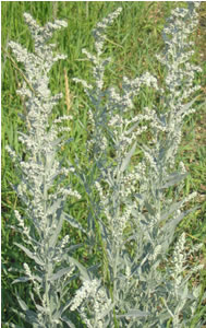 Picture of Prairie sage