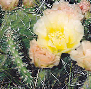 Picture of Prickly-pear