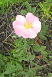 Picture of Prickly rose
