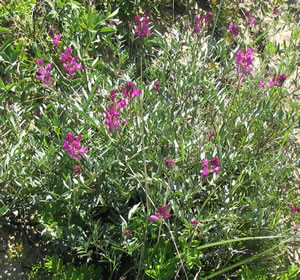 Picture of Purple milk-vetch