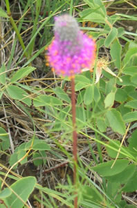 Picture of Purplr prairie-clover
