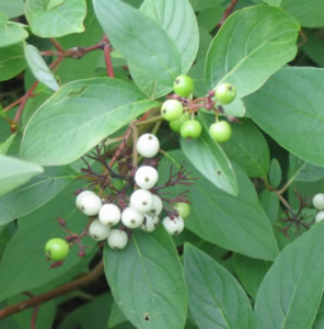 Picture of Red-osier dogwood