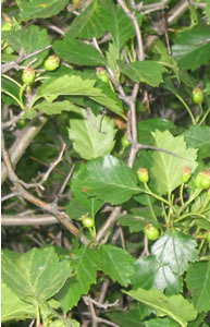 Picture of Round-leaved hawthorn